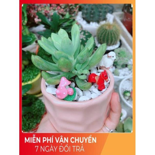Chậu Sen Đá Tiểu Cảnh