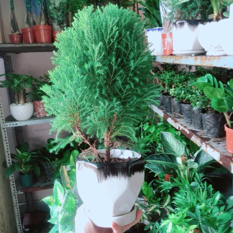Cây Tùng Bồng Lai Kèm Chậu Sứ