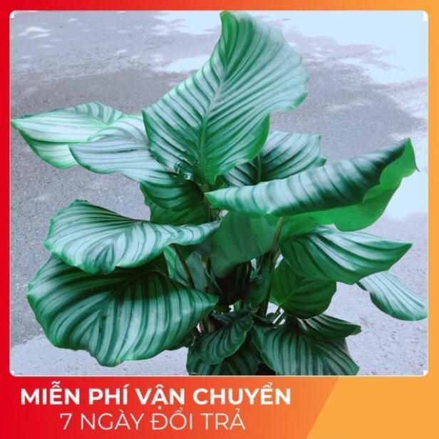 Đuôi Công Táo Xanh