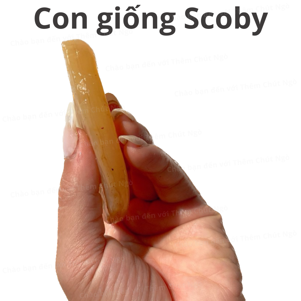 Scoby làm trà Kombucha, con giống Kombucha kèm nước mồi 150ml, con giống làm trà Kombucha