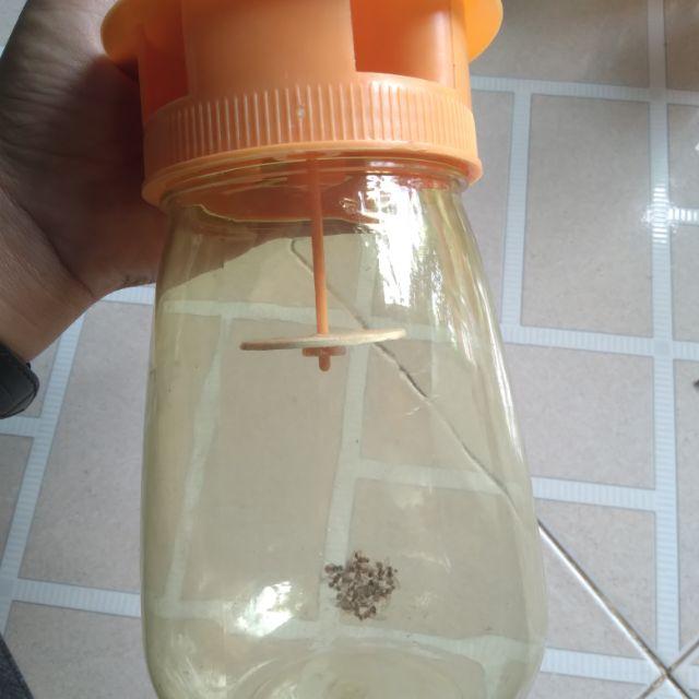 Lọ bắt ruồi vàng chuyên đục cây ăn  trái