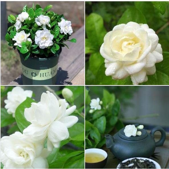 Hạt giống hoa nhài trắng - Gói 10 hạt-tặng kèm 3 viên nén ươm hạt