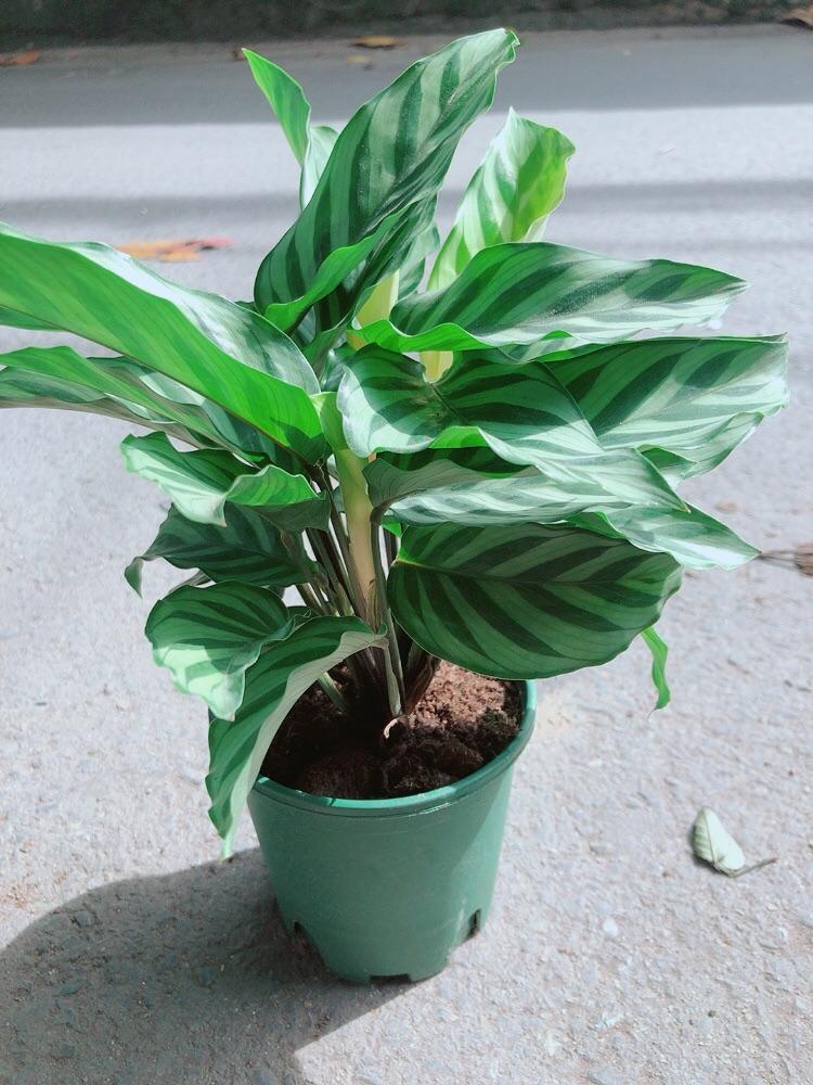 Đuôi Công Xanh Lá