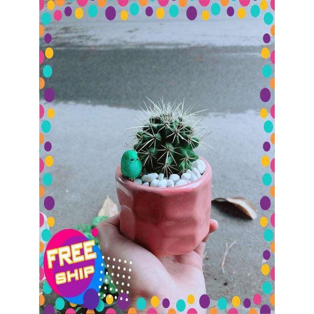 Chậu Xương Rồng Kim Hổ