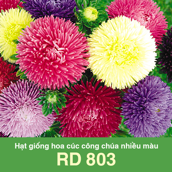 Hạt giống hoa cúc công chúa nhiều màu Rạng Đông RD 803