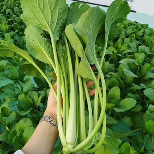 Hạt giống Cải Ngọt