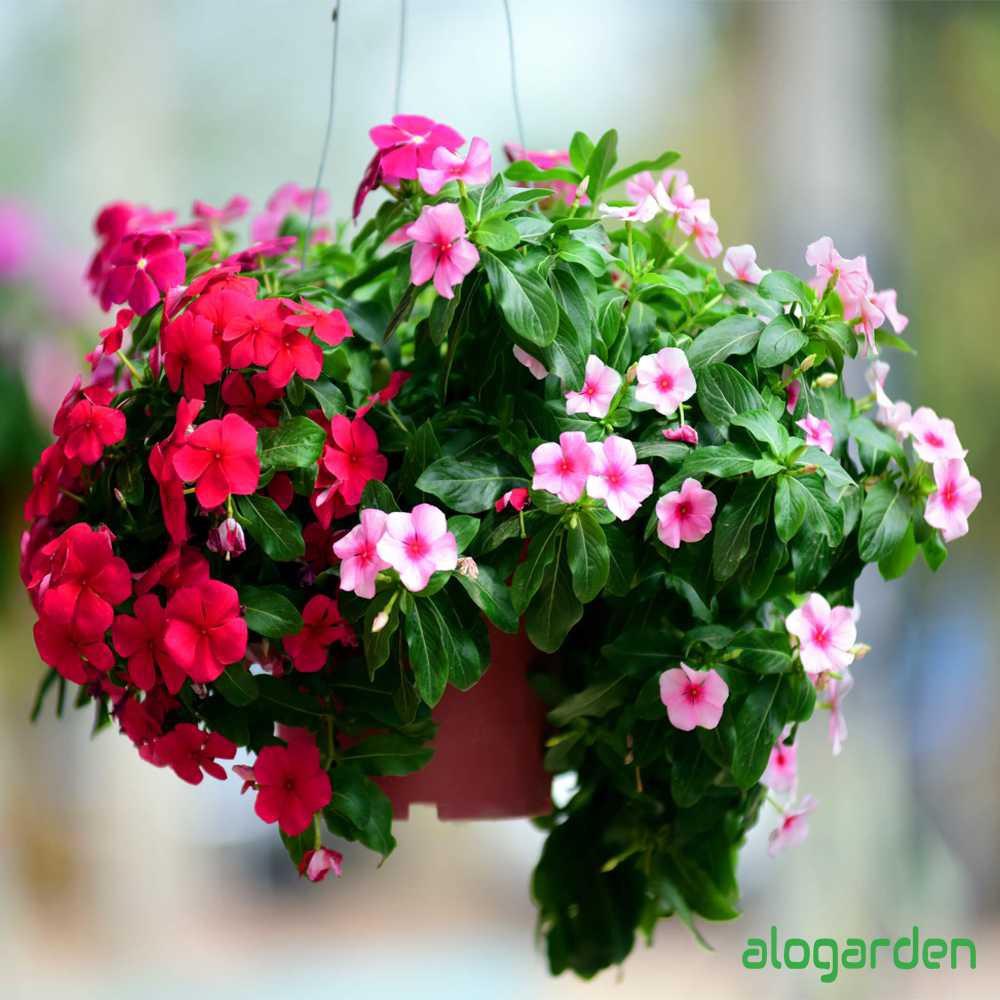 CÂY GIỐNG DỪA CẠN TA