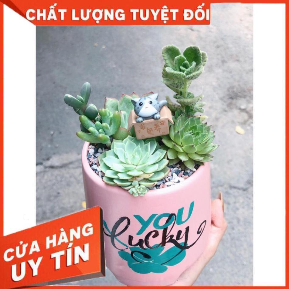 Chậu sen đá tiểu cảnh