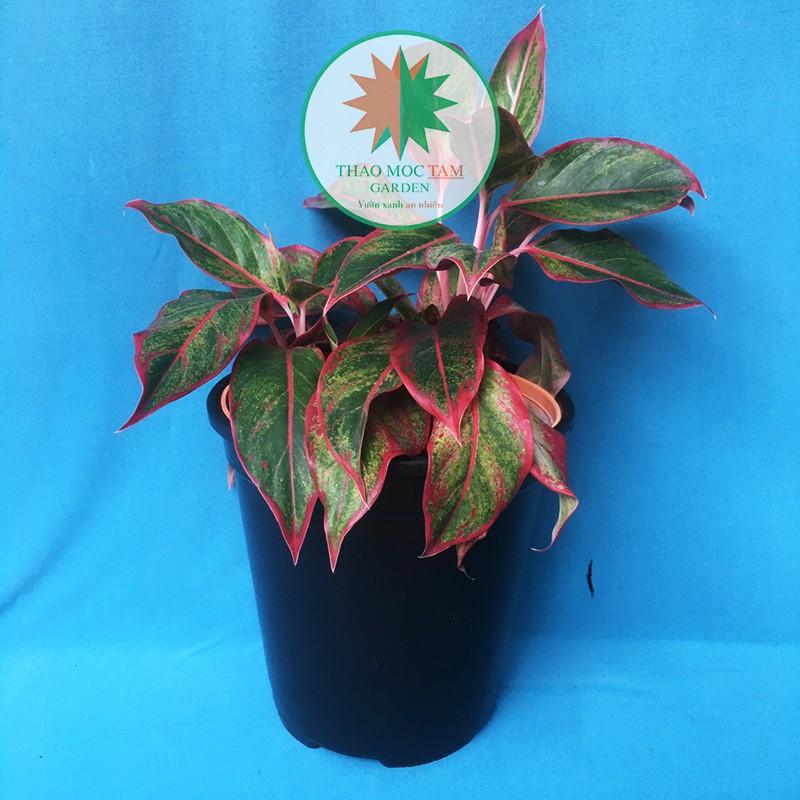 10c Chậu nhựa cứng 19x20cm – Chậu nhựa tròn cứng, dày, thích hợp trồng hoa hồng , hoa chậu, cây kiểng
