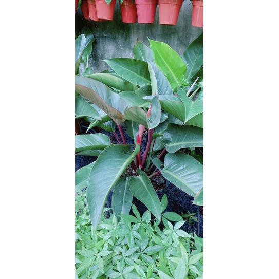 Trầu Bà Đế Vương Đỏ Nâu