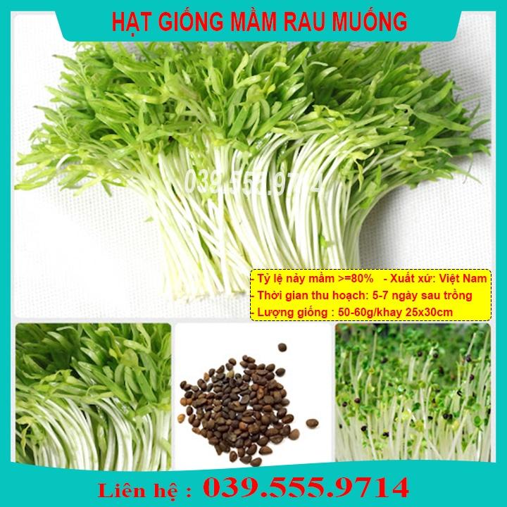 Hạt Giống Mầm Rau Muống  - Hạt Rau Mầm Dễ Trồng Tại Nhà