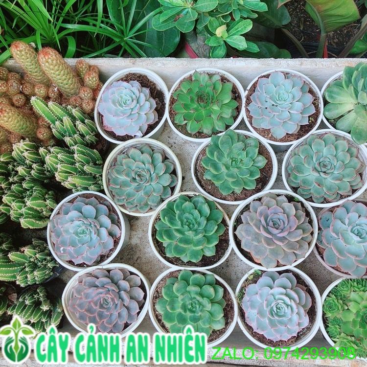 Sen Đá Size Trung 40k/cây