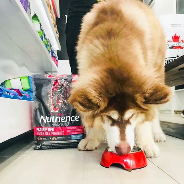 Thức Ăn Hạt Cho Chó Husky Nutrience Subzero Bao 5kg - Thức Ăn Cho Chó, Gồm Có 6 Loại Thịt Cá, Rau Củ, Trái Cây