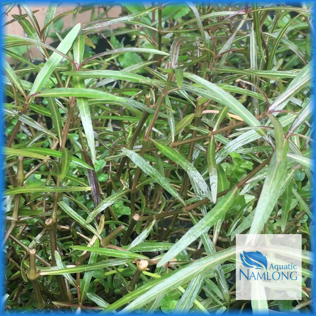 Hồ Liễu Đỏ - Cây thủy sinh cắt cắm