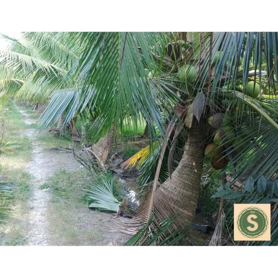 Dừa Sáp Giống - Được Ươm tại vườn Cầu Kè, Trà Vinh