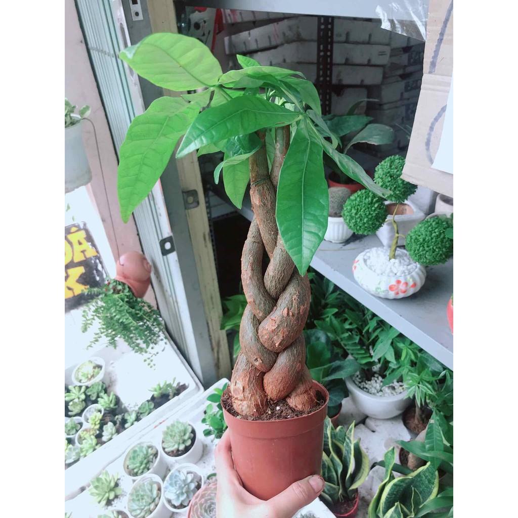 Kim ngân thắt bím 3 thân kèm chậu nhựa Bán Chạy