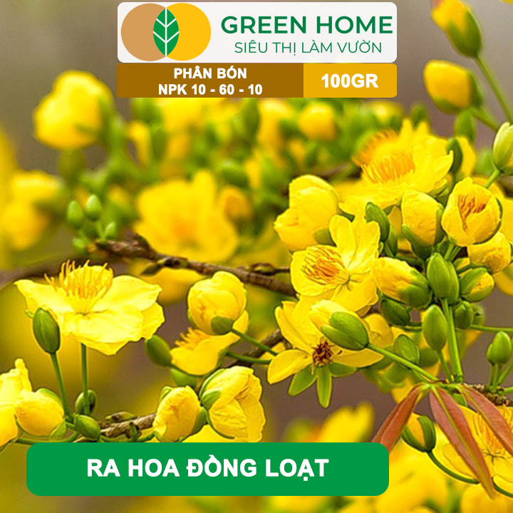 Phân Bón NPK 10-60-10 GreenHome, Hũ 100gr, Tạo Nụ, Kích Thích Ra Hoa Mai Vàng Mạnh Mẽ
