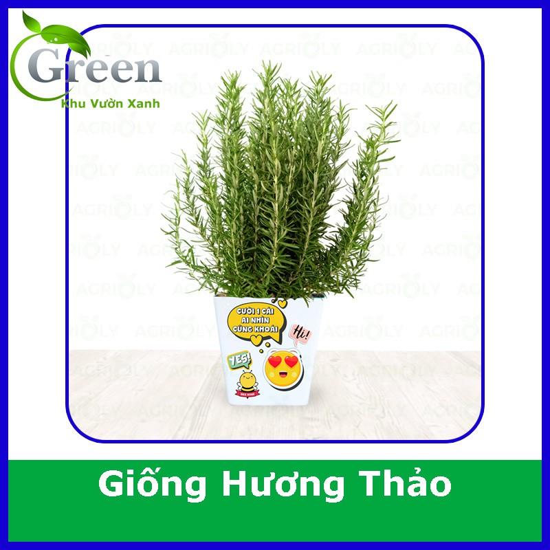 Hạt Giống Cây Hương Thảo (15H)