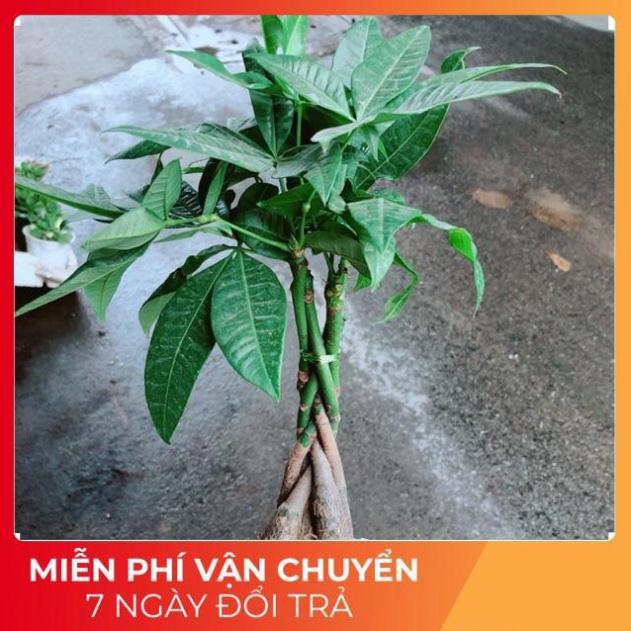 Chậu Kim Ngân 5 Thân Thắt Bính