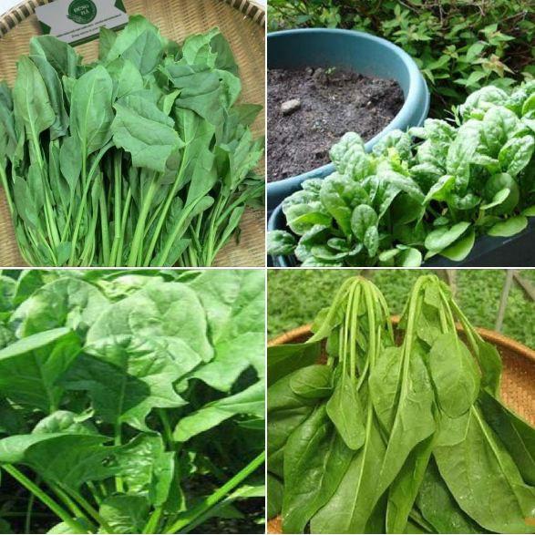 Combo 3 gói cải bó xôi - rau cải chân vịt