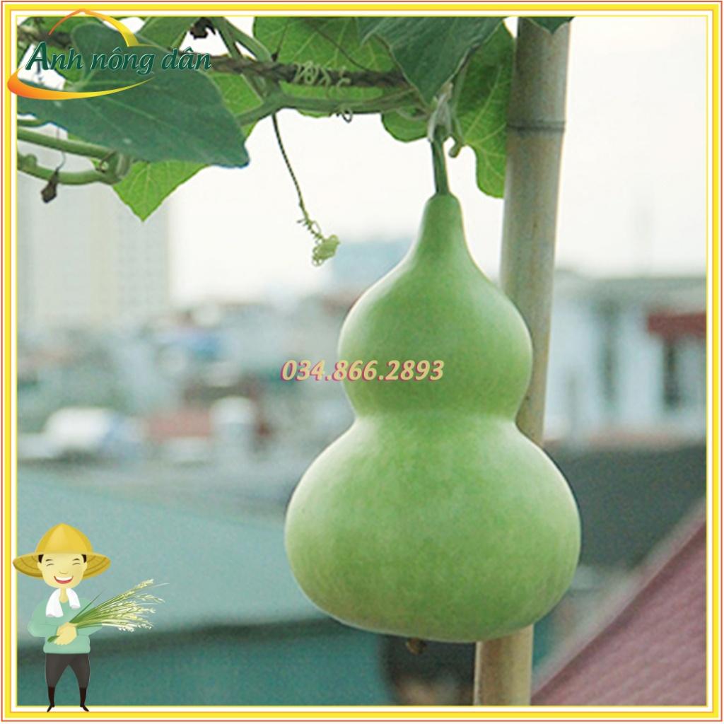 Gói 20 Hạt giống bầu hồ lô siêu đậu trái cao sản, hạt giống chất lượng cao - Anh nông dân chính hiệu