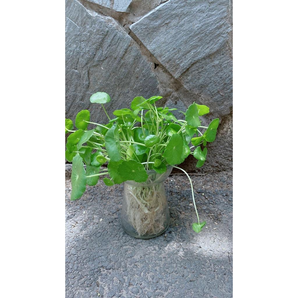Chậu Cây Cỏ Đồng Tiên