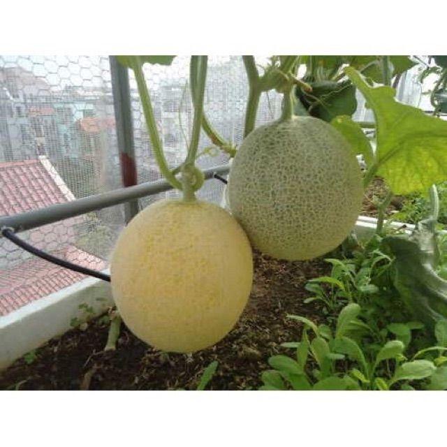 Hạt giống dưa lưới siêu ngọt