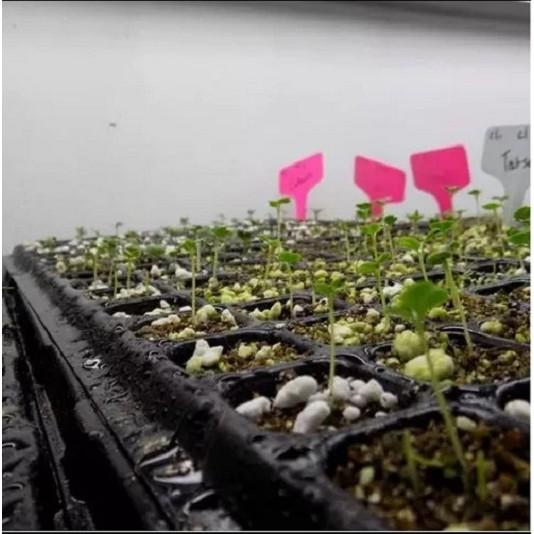 KHAY GIEO HẠT GIỐNG 72 lỗ - Set 10 cái