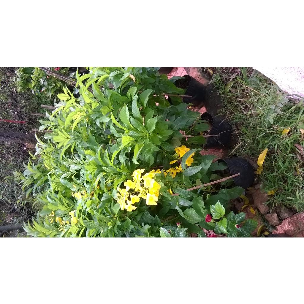 CÂY giống HOA HOÀNG YẾN