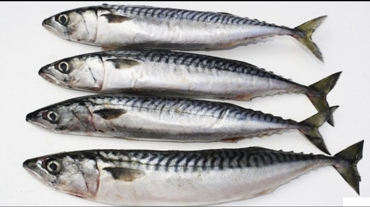 Cá Nục Nhật - 1Kg