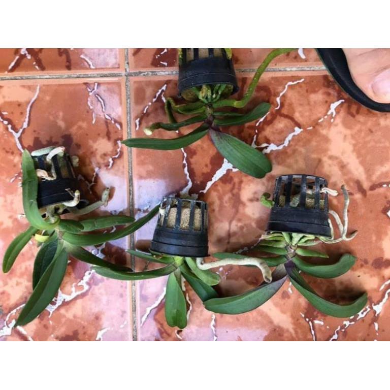Ngọc điểm trắng tuyền cây giống