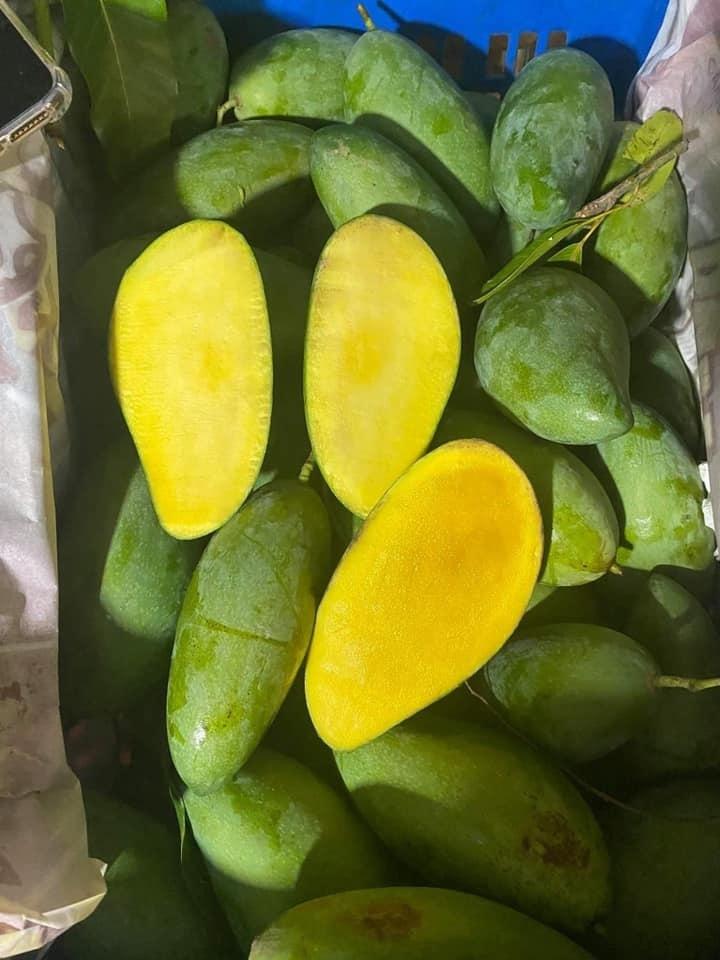 Cây giống Xoài Thái Lan