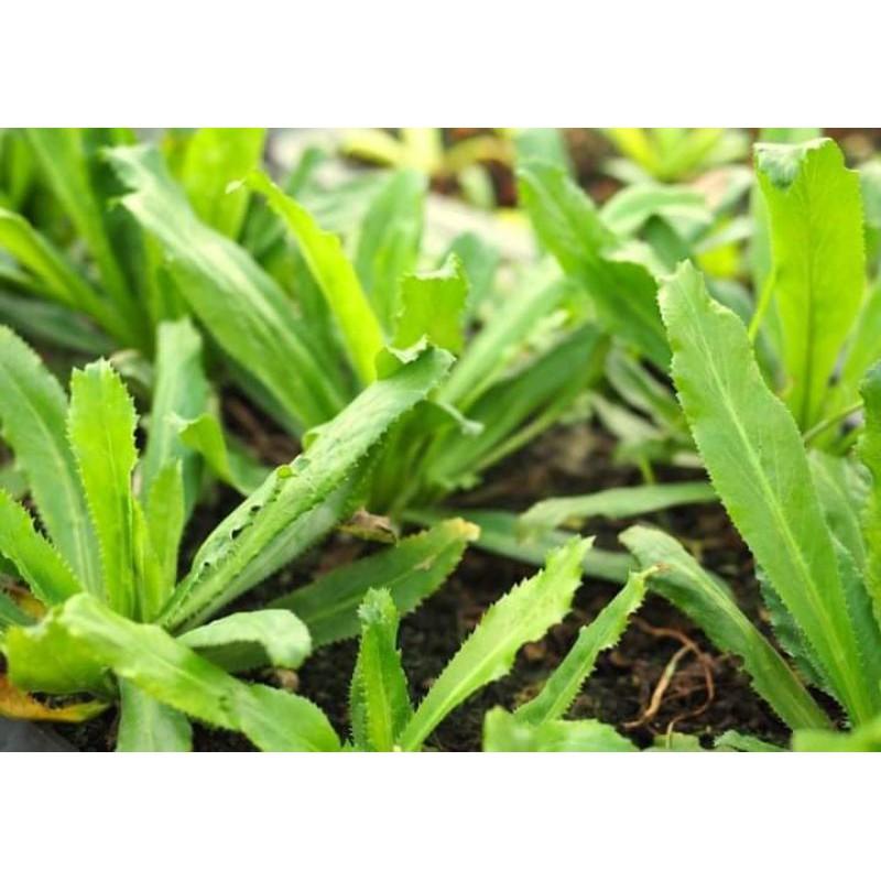 Hạt giống rau ngò gai