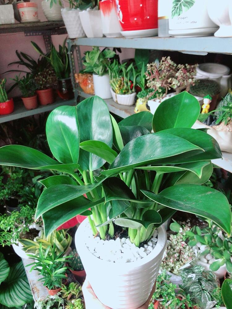 Chậu Cây Trầu Bà Đế Vương Xanh