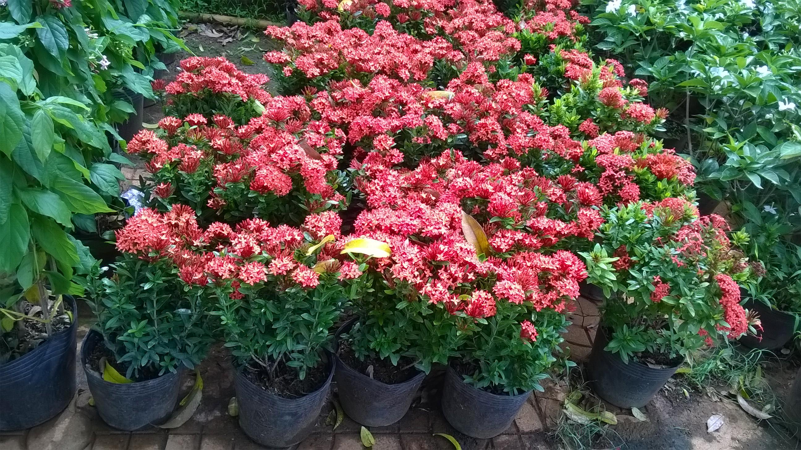 CÂY giống TRANG ĐỎ - HOA MẪU ĐƠN