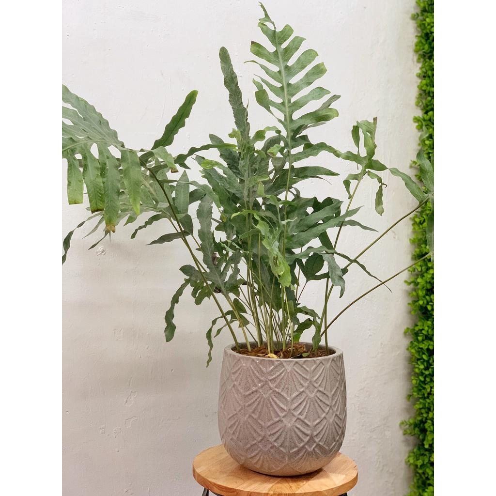 CHẬU CÂY Gabi, Alatic, gáo dừa các size - Chậu hoa Trồng cây Decor Trang Trí - Gốm Xuất Khẩu