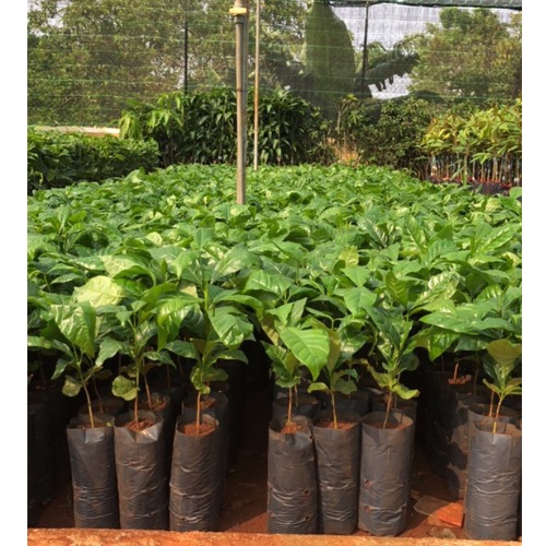 Cây cà phê vối TR4
