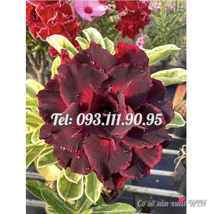 Hạt giống hoa sứ kép Thiên Vương cẩm thạch - Bịch 10 hạt – Mã số 2079