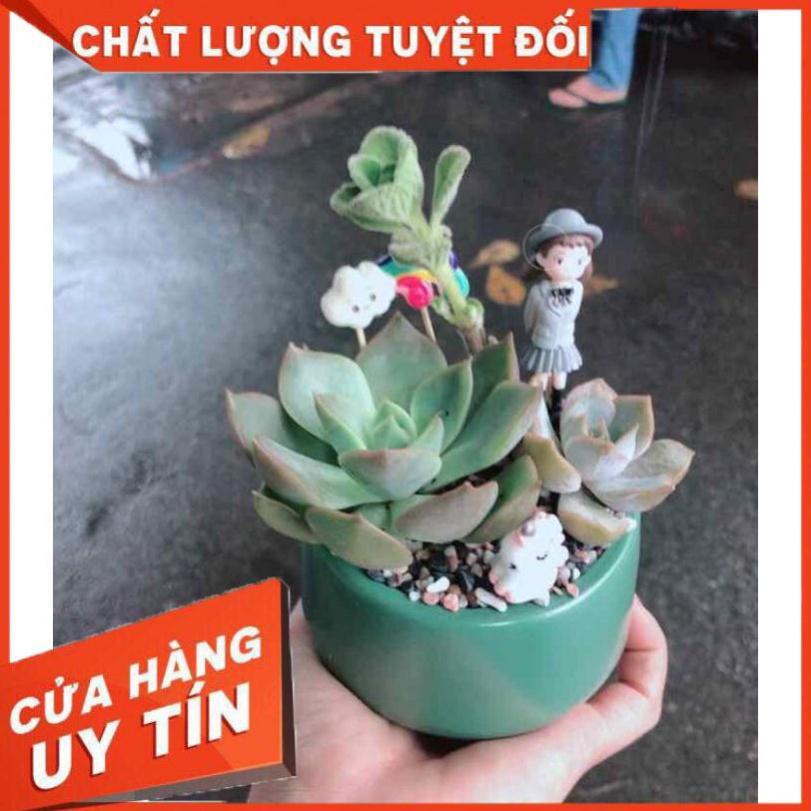 Chậu sen đá tiểu cảnh Nhiều Người Mua