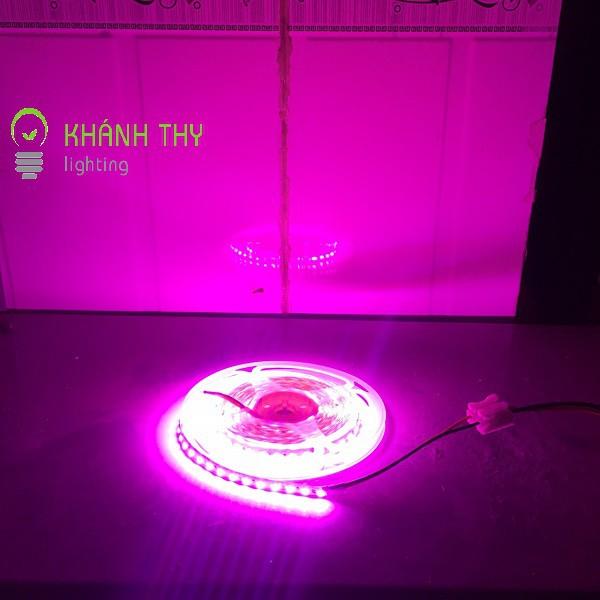 Led dây 12v 2835 ánh sáng màu đỏ, màu hồng, xanh dương, xanh lá có keo