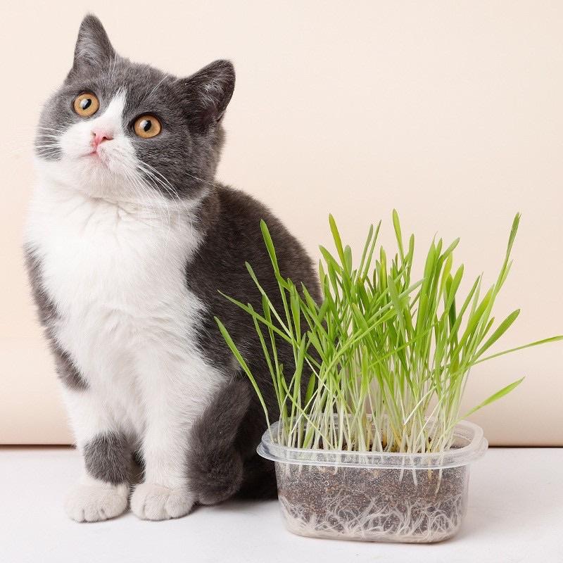 Bộ lót trồng cỏ mèo canip hạt yến mạch - Dodo Pet