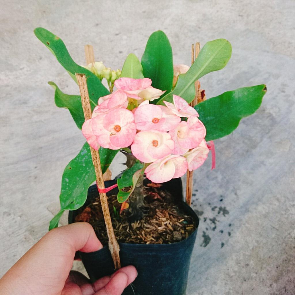 Xương Rồng Bát Tiên - cây cảnh để bàn + tặng phân bón cho cây