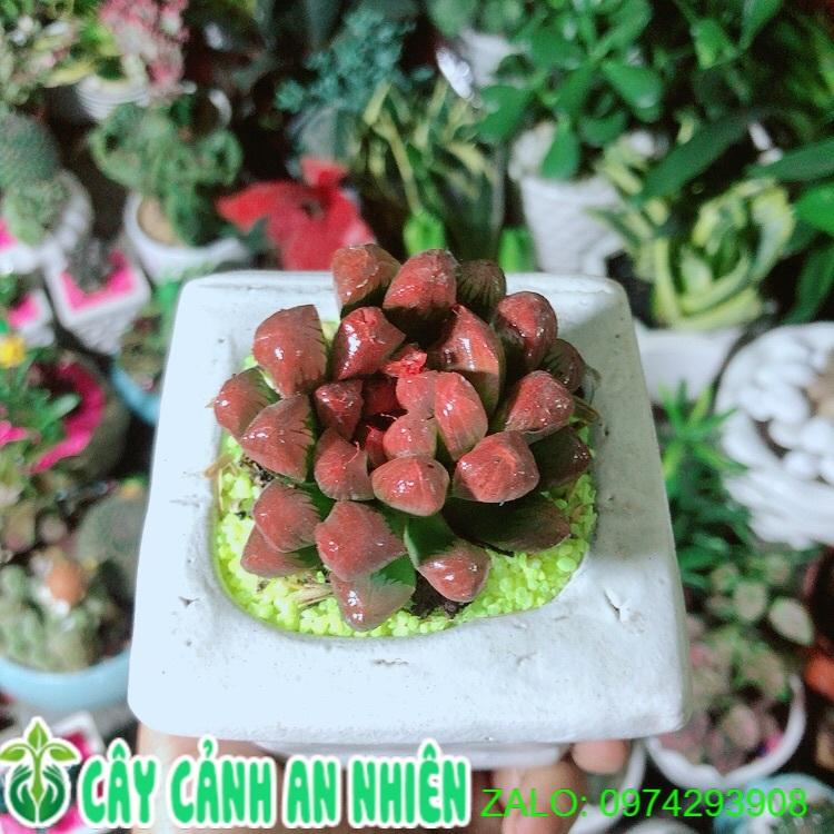 Chậu Cây Kim Cương Đỏ