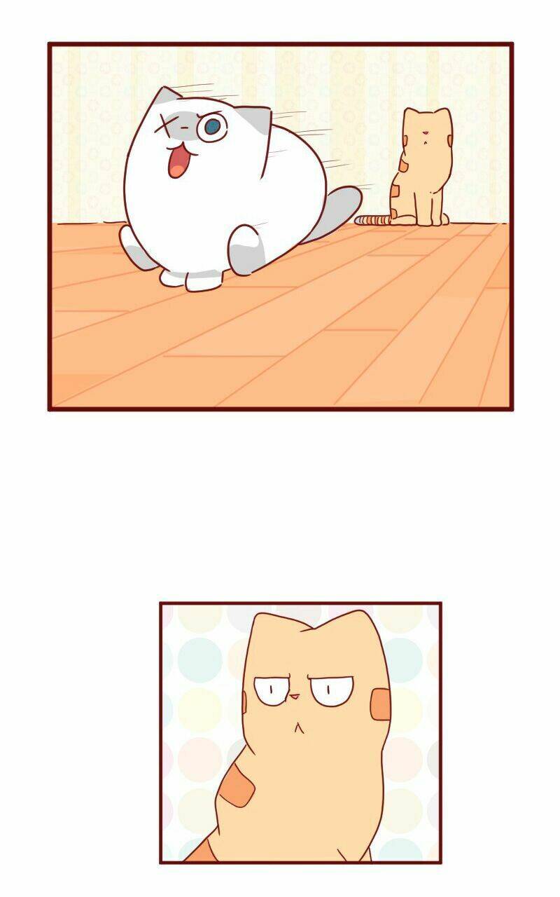 saphie: chú mèo một mắt chapter 22 4