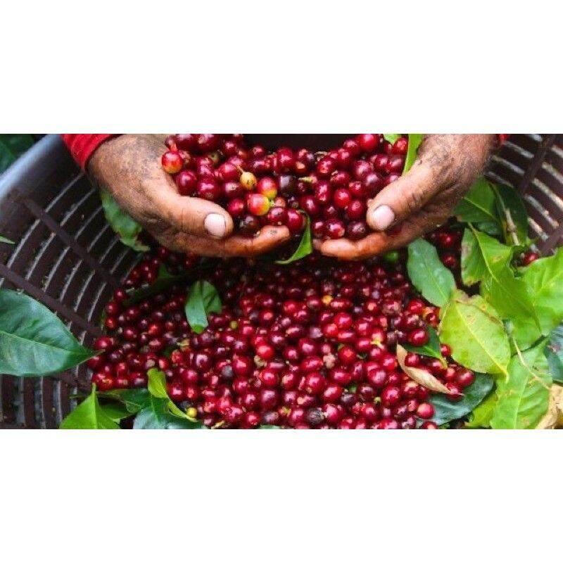 Combo 1kg cà phê chồn rang mộc nguyên hạt thơm ngon đặc biệt vùng đất tây nguyên