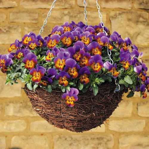 Hạt giống Hoa Pansy Nhiều Màu