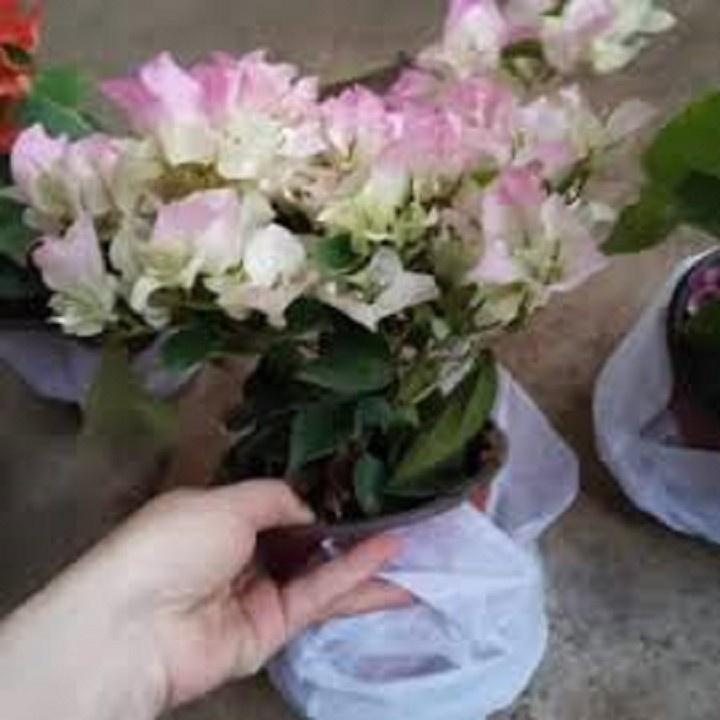 CHẬU Cây hoa giấy lùn siêu hoa TRẮNG phớt hồng