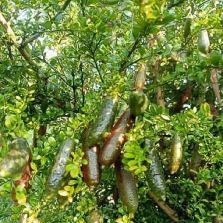 Cây giống chanh ngón tay SIÊU QUẢ, DÒNG QUẢ SỚM, CAM KẾT CHUẨN GIỐNG F1