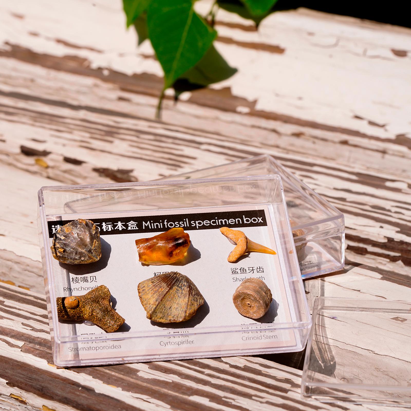 6Pcs Mineral Specimens Natural Stone Collectible Samples Home Decor