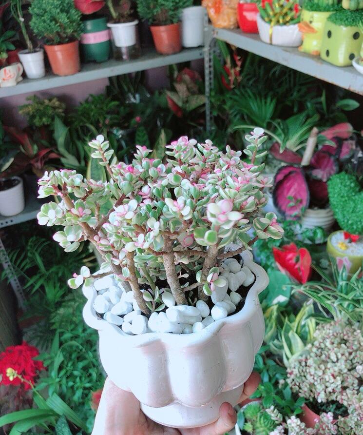 Chậu Cây Cành Vàng Lá Ngọc